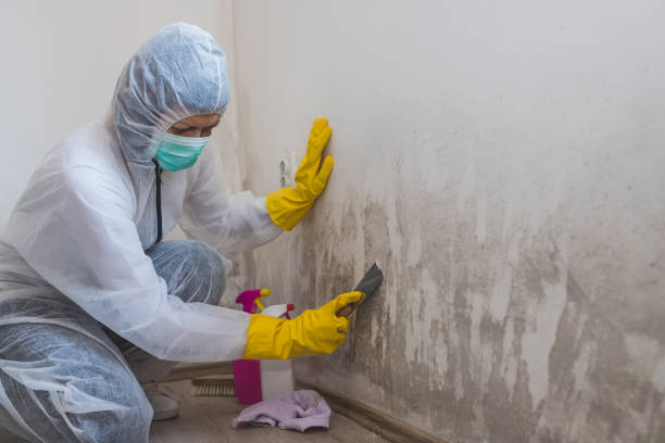 Best Emergency Mold Remediation  in Ste Genevieve, MO